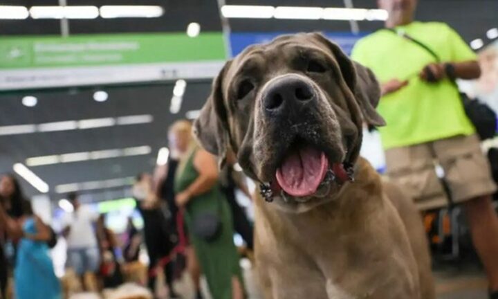 Tutores de pets e empresários podem ajudar a criar manual do turismo pet friendly