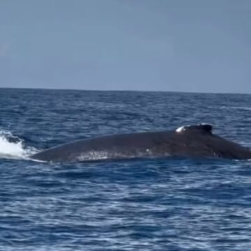 Baleias-jubarte aparecem em Praia do Forte e encantam baianos e turistas; veja vídeos