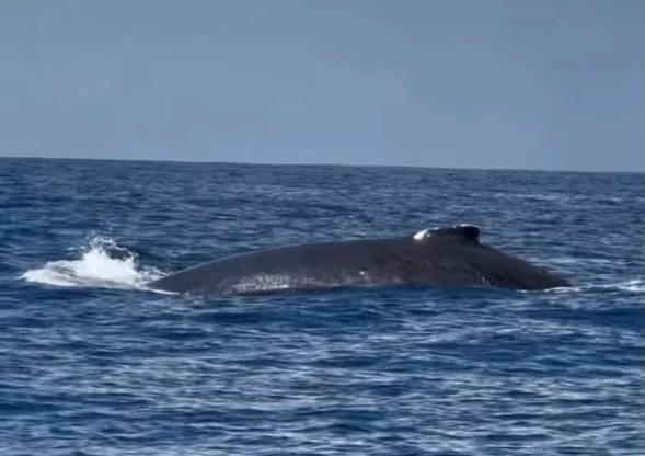 Baleias-jubarte aparecem em Praia do Forte e encantam baianos e turistas; veja vídeos
