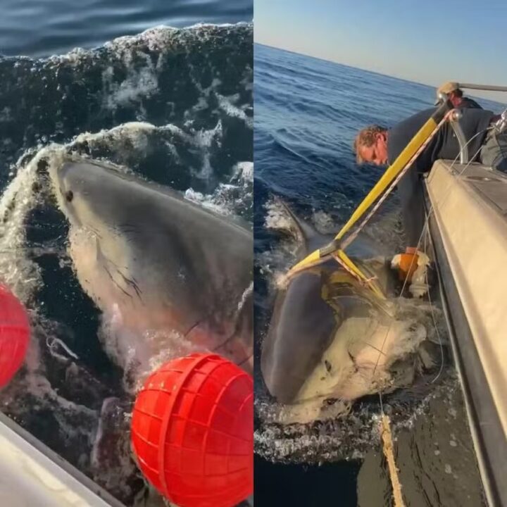 Maior tubarão-branco já encontrado no Atlântico nada rumo à região turística dos EUA
