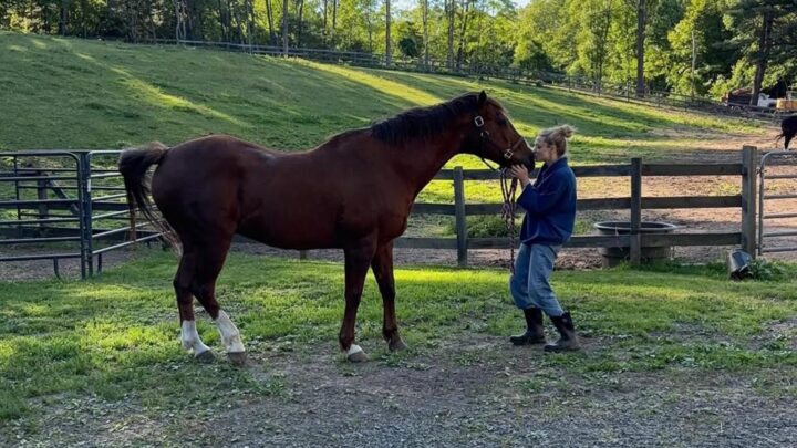 Aos 40 anos, atriz mostra sua fazenda com refúgio para animais de idade avançada em Nova York