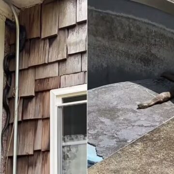 Casal compra ‘casa dos sonhos’, mas descobre que imóvel é habitado por centenas de cobras