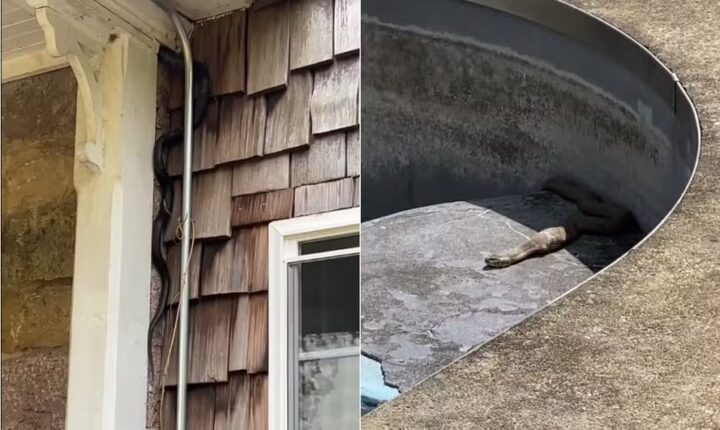 Casal compra ‘casa dos sonhos’, mas descobre que imóvel é habitado por centenas de cobras
