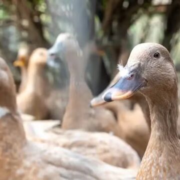 Sancionada lei que proíbe produção e comercialização de foie gras no Brasil