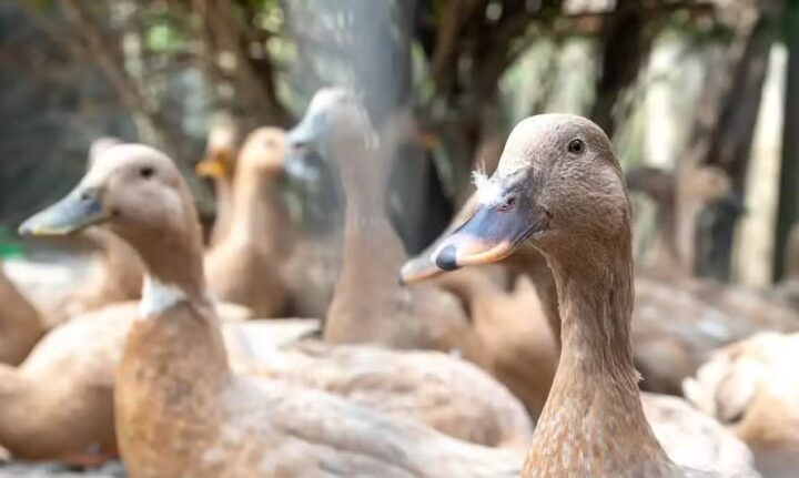 Sancionada lei que proíbe produção e comercialização de foie gras no Brasil
