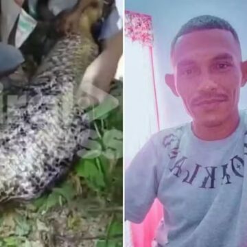 Homem é engolido vivo por píton de 7 metros enquanto voltava para casa após passar a noite bebendo