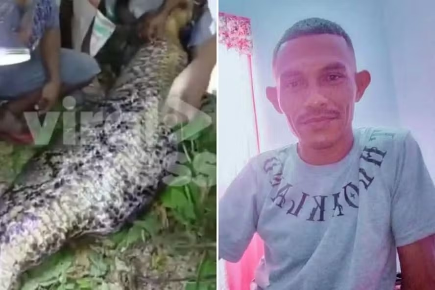 Homem é engolido vivo por píton de 7 metros enquanto voltava para casa após passar a noite bebendo