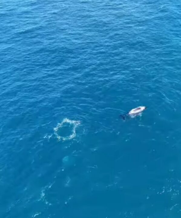VÍDEO: Baleia-jubarte é avistada em praia de Mata de São João
