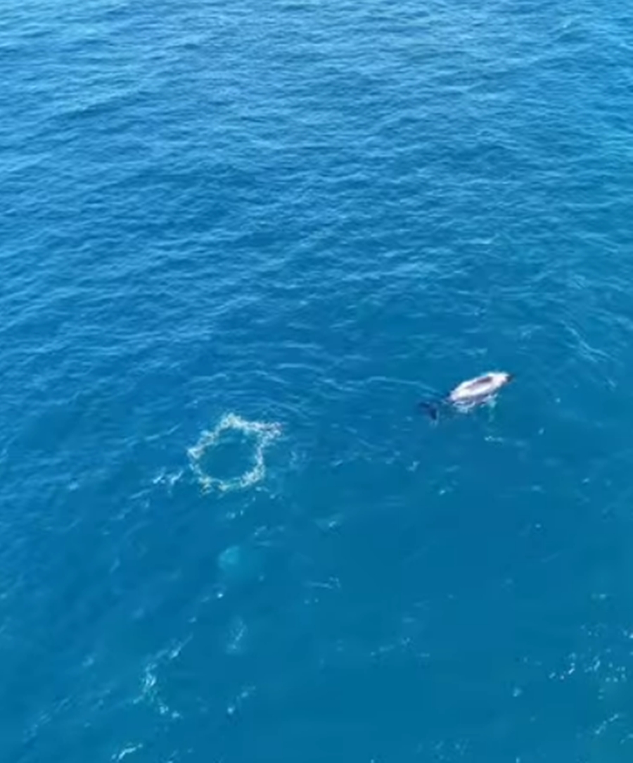 VÍDEO: Baleia-jubarte é avistada em praia de Mata de São João