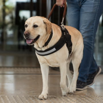 Salvador cria multa de até R$ 30 mil para quem barrar cão de assistência; saiba onde