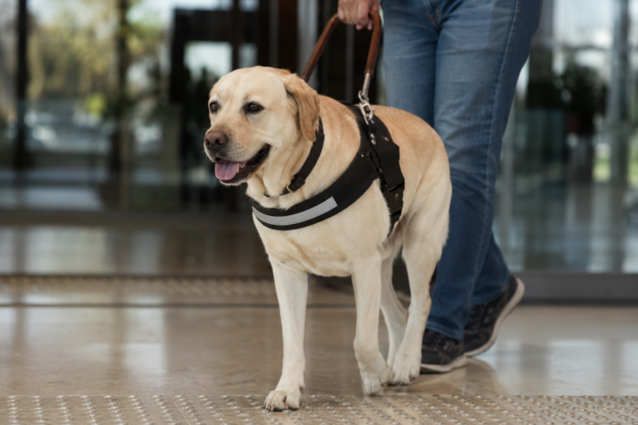Salvador cria multa de até R$ 30 mil para quem barrar cão de assistência; saiba onde