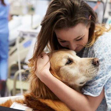 Cães ganham espaço em hospitais e ajudam na recuperação de pacientes