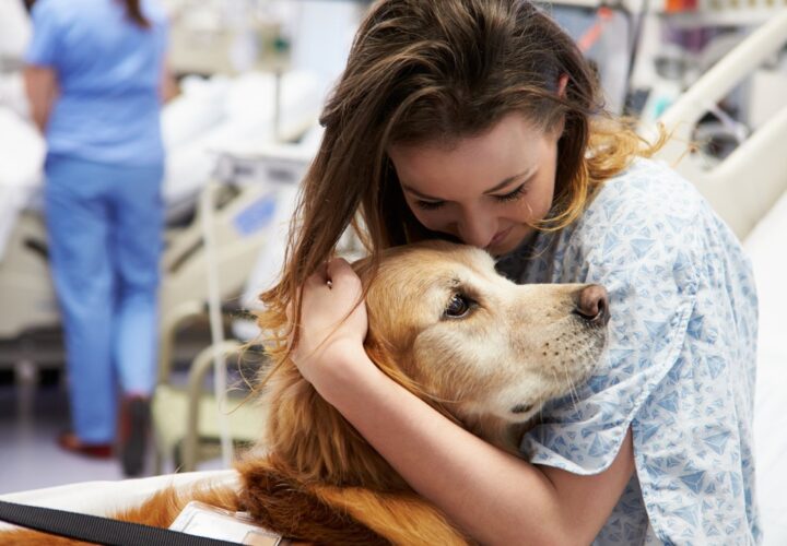 Cães ganham espaço em hospitais e ajudam na recuperação de pacientes