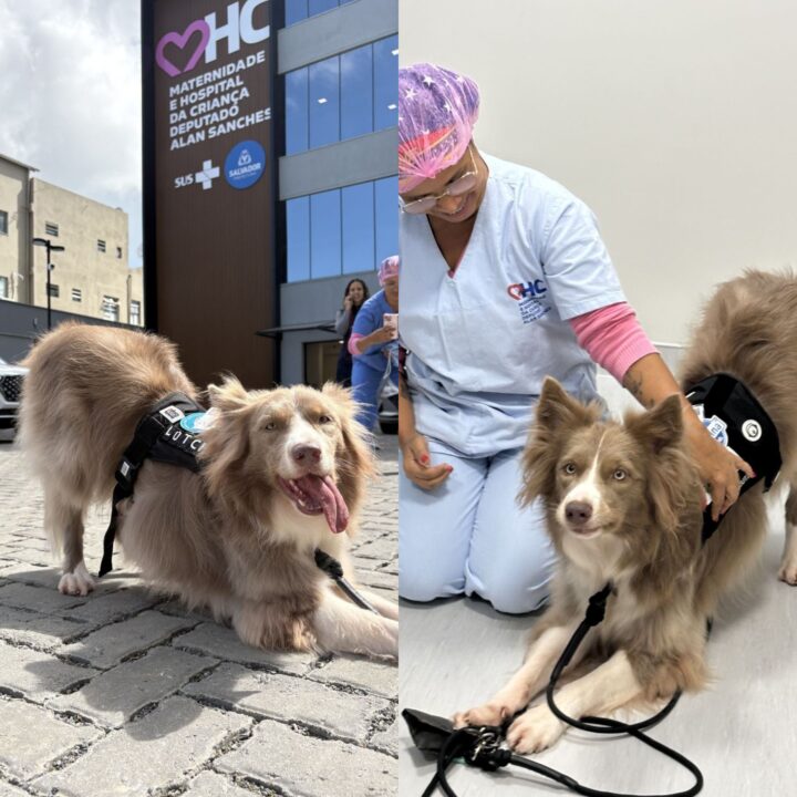 Cão terapeuta acolhe pacientes na Maternidade e Hospital da Criança Deputado Alan Sanches