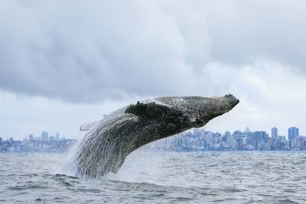 Início da temporada de baleias-jubarte: saiba onde e como avistar os animais em Salvador