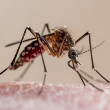 El Niño pode elevar casos de dengue e chikungunya no Brasil, alerta Ministério da Saúde