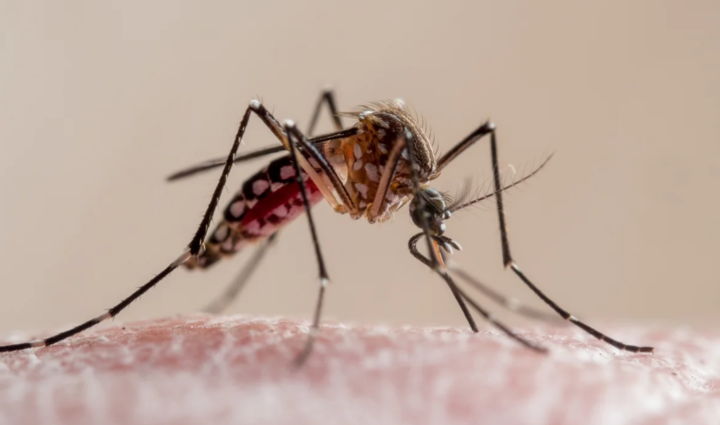 El Niño pode elevar casos de dengue e chikungunya no Brasil, alerta Ministério da Saúde