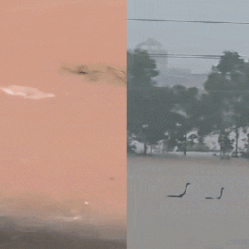 Mais de 900 cobras venenosas invadem cidade chinesa após criadouro ficar inundado; veja vídeos