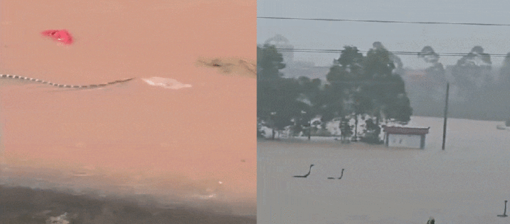 Mais de 900 cobras venenosas invadem cidade chinesa após criadouro ficar inundado; veja vídeos
