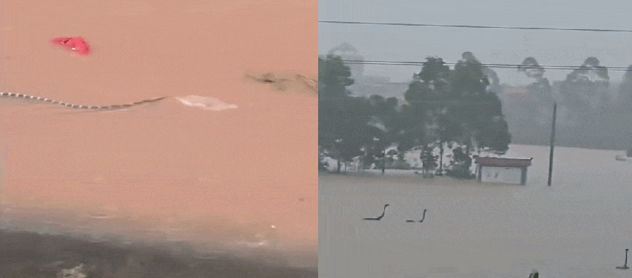 Mais de 900 cobras venenosas invadem cidade chinesa após criadouro ficar inundado; veja vídeos