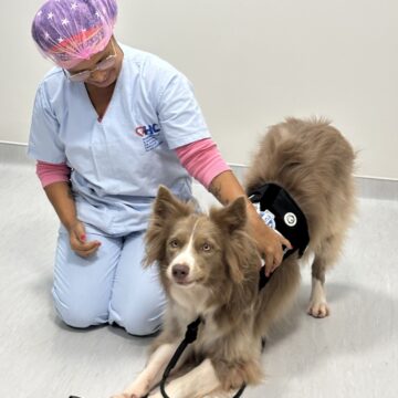 Cão terapeuta leva acolhimento e humanização à maternidade de Salvador