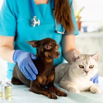 Salvador promove mutirão de vacinação gratuita para cães e gatos; confira os bairros