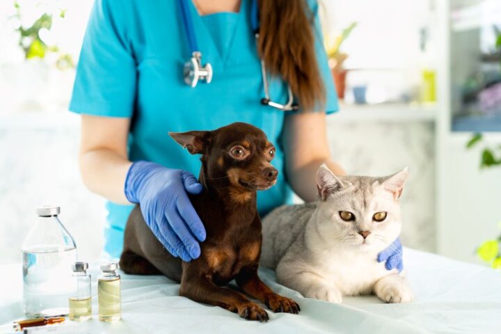 Salvador promove mutirão de vacinação gratuita para cães e gatos; confira os bairros