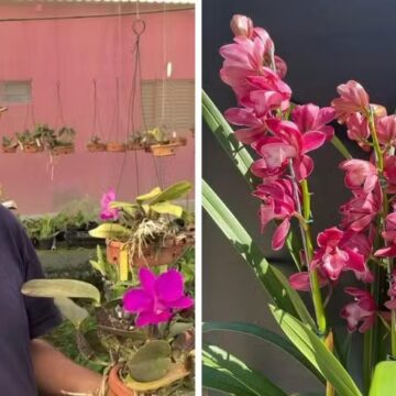 Aposentado transforma paixão por orquídeas em negócio que projeta faturar R$ 70 mil neste ano