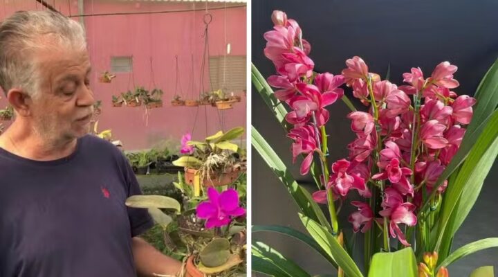 Aposentado transforma paixão por orquídeas em negócio que projeta faturar R$ 70 mil neste ano