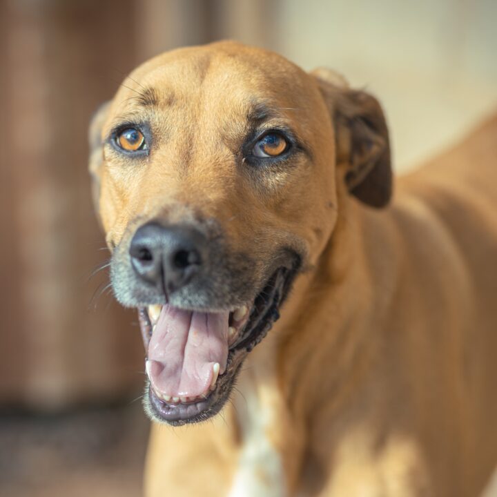 Estudo mapeia a origem do vira-lata caramelo, o cachorro símbolo do Brasil