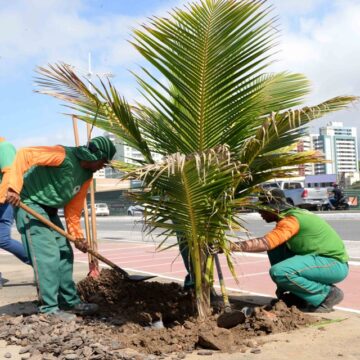 Prefeitura faz primeiro transplantio de mudas produzidas em viveiro inédito de coqueiros em Salvador