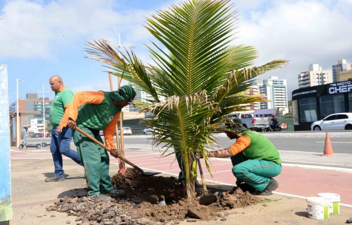 Prefeitura faz primeiro transplantio de mudas produzidas em viveiro inédito de coqueiros em Salvador