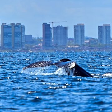 Temporada das baleias-jubarte é lançada em Salvador após avistamento de 28 animais em um único dia