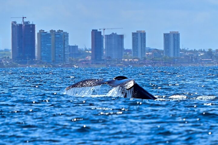Temporada das baleias-jubarte é lançada em Salvador após avistamento de 28 animais em um único dia