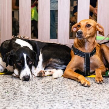 Em busca de um novo lar: 30 cães e gatos estarão disponíveis para adoção em Lauro de Freitas