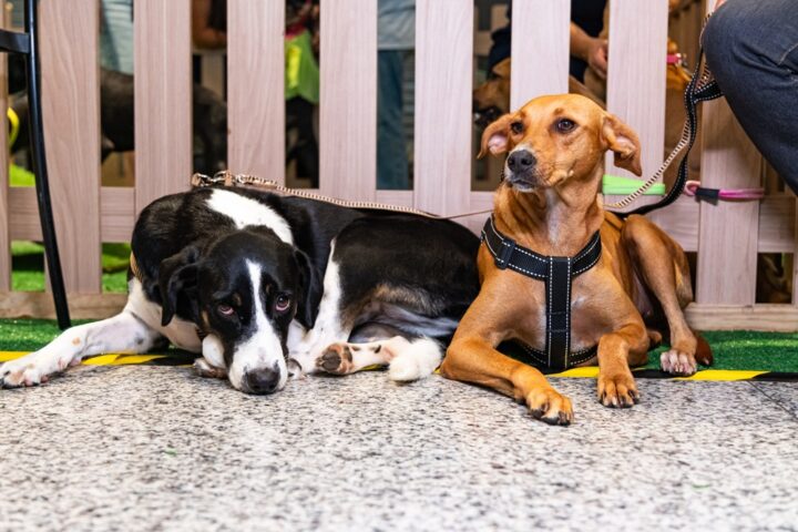 Em busca de um novo lar: 30 cães e gatos estarão disponíveis para adoção em Lauro de Freitas