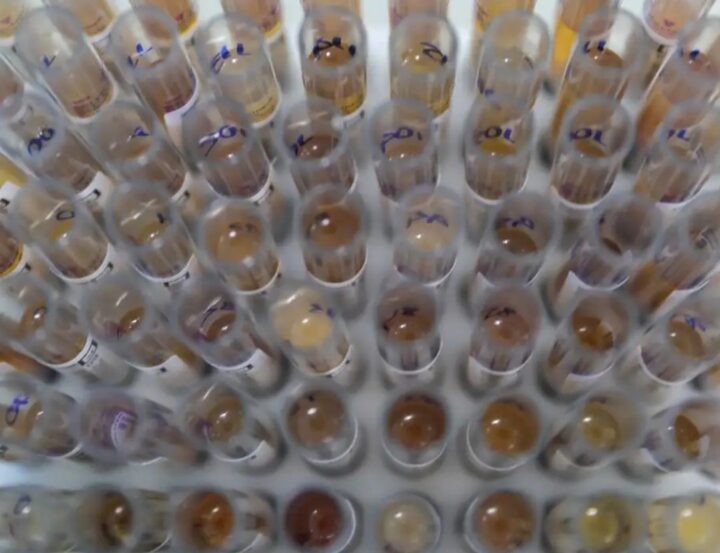 Uso de medicamento oferecido no SUS reduz casos de malária no Brasil