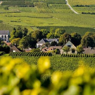 Calor extremo antecipa colheita das uvas em Champagne, na França