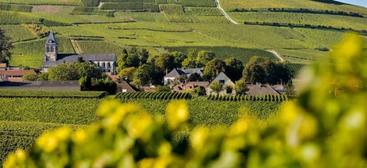 Calor extremo antecipa colheita das uvas em Champagne, na França