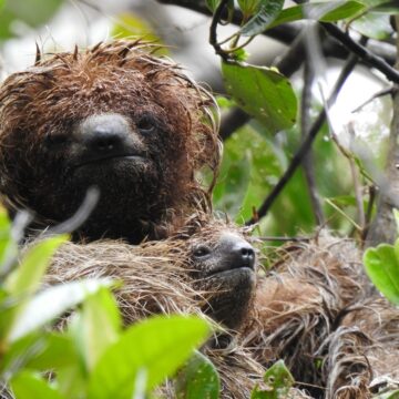 Projeto cria corredor de Mata Atlântica para proteger preguiça-de-coleira na Bahia