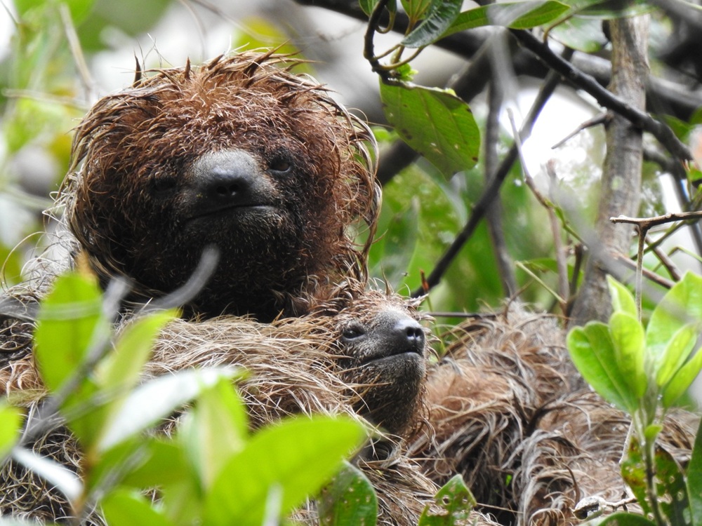 Projeto cria corredor de Mata Atlântica para proteger preguiça-de-coleira na Bahia