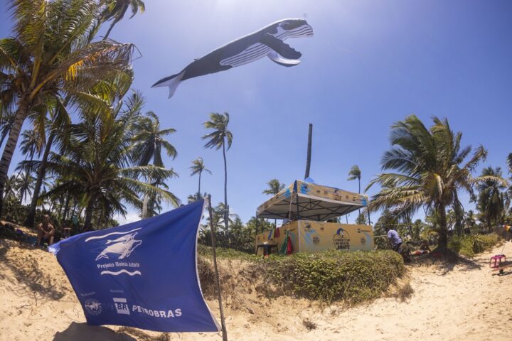 Praia do Forte celebra temporada das baleias jubarte com três dias de festa, surf e música gratuita