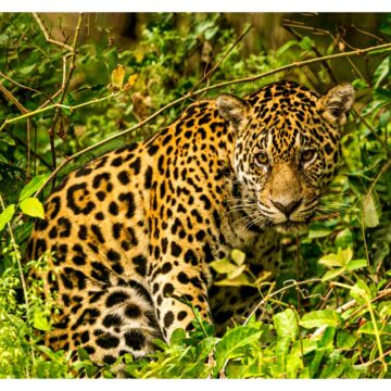 Exposição reúne registros do Pantanal feitos por 25 fotógrafos baianos em Salvador