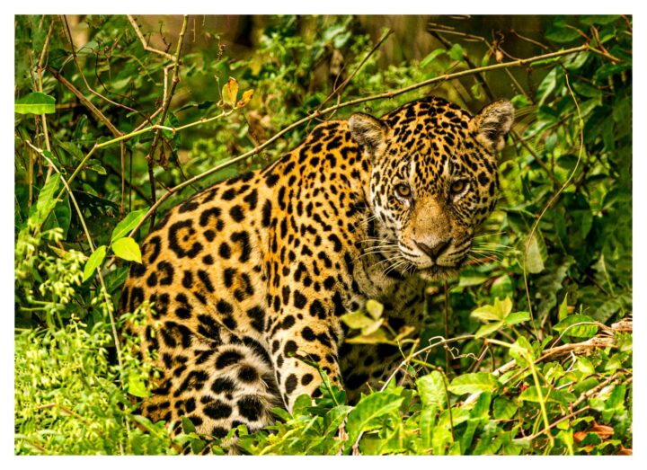 Exposição reúne registros do Pantanal feitos por 25 fotógrafos baianos em Salvador