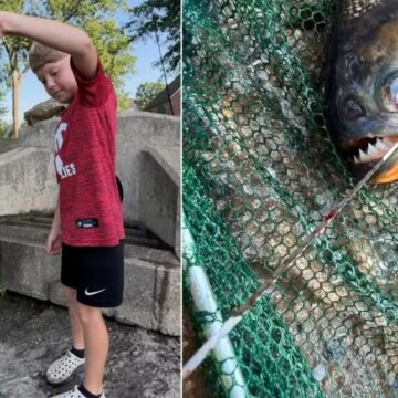 Menino pesca piranha em lago nos Estados Unidos e intriga biólogos