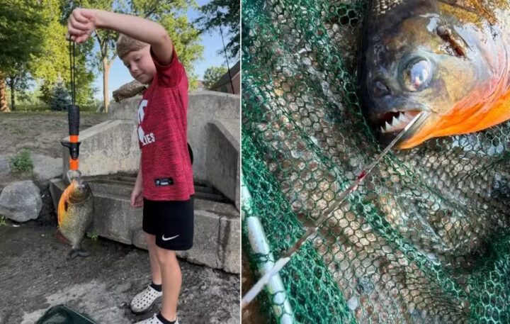 Menino pesca piranha em lago nos Estados Unidos e intriga biólogos