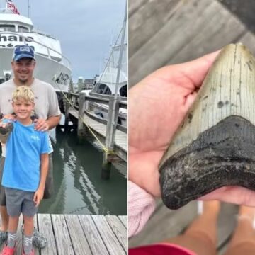 Turistas encontram raro dente de megalodon em praia nos Estados Unidos