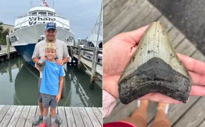 Turistas encontram raro dente de megalodon em praia nos Estados Unidos