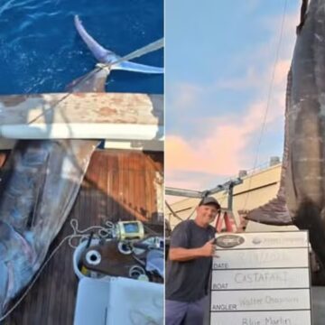 Pescadores dos EUA fisgam marlim de 544 quilos, ficando a 64 de recorde brasileiro