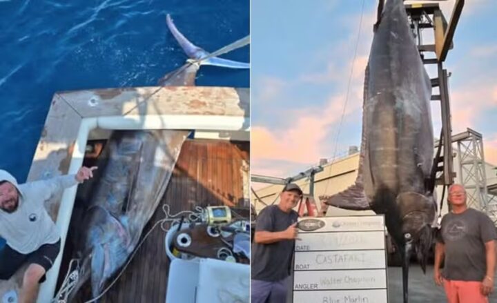 Pescadores dos EUA fisgam marlim de 544 quilos, ficando a 64 de recorde brasileiro